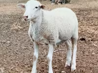 Widder, Dorper sheep — Foto 2