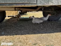 Ducks — foto 1