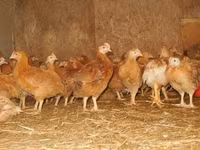 Chickens — foto 3