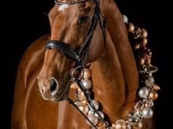 Pastuv, Thoroughbred horse