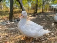 Ducks — 照片 3