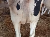 Vaca, Russian Black pied cattle — foto 3