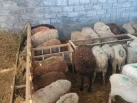 Ovca, Beulah Speckled face sheep — fotografija 4