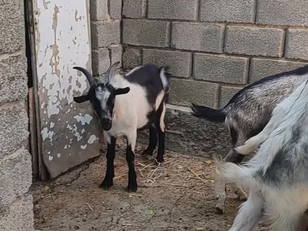 Jarac, LaMancha goats