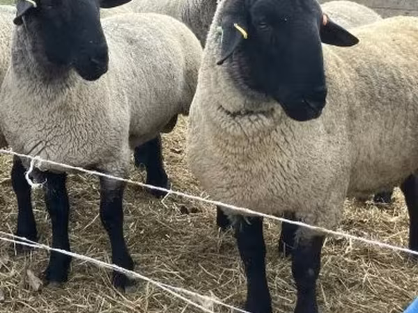 Baran, White Suffolk sheep — Węgry
