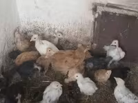 Chickens — photo 2