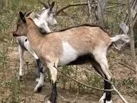 母山羊, Nubian Goat — 照片 2