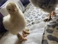 Brahma — Foto 4