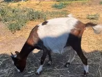 Ешкі, Ешкілер — 2-сурет