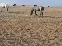 雄馬, Kazakh horse — 写真 2