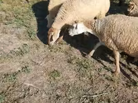 Schaf, Karabakh sheep — Foto 8