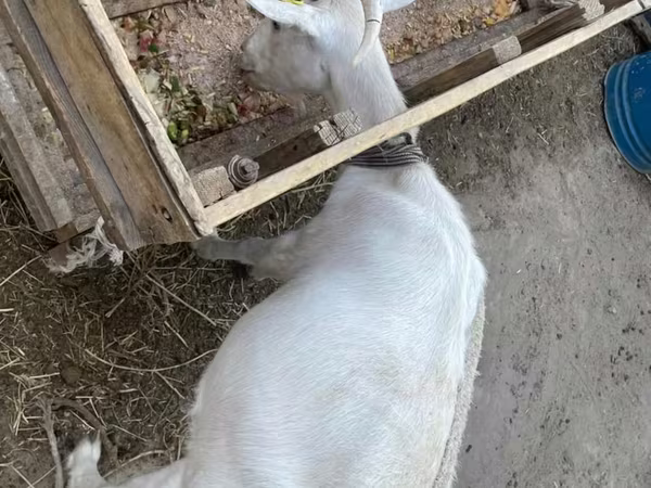 Koza, Saanen goat