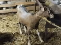 Koza, Alpine goat — zdjęcie 1