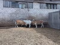 Ovan, Katum sheep — fotografija 3