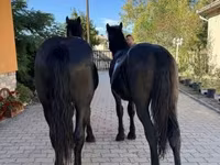 Pastuv, Hungarian horse breed — fotografija 2