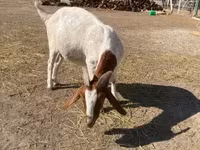 बकरी, Boer goat — फ़ोटो 2