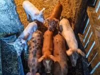 Cerdos (lote, sexo no especificado), Cerdos — foto 2