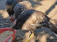 Turkeys — Foto 2