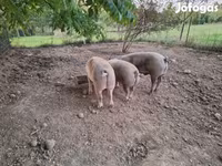 Boar, Pigs — photo 3