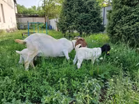 Ziege, Boer goat — Foto 4