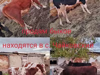 Бұқа, Simmental cattle — 1-сурет