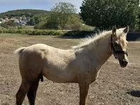 Horse (M), Horses — photo 3