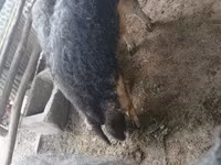 Verro, Мангалица — foto 2