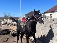 Cavalo, Kazakh horse — foto 1