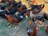 Chickens — fotografija 5