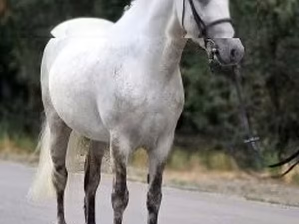 Кінь, Falabella