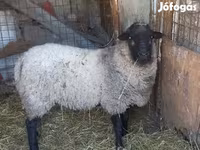 母羊, Sheep — 照片 2