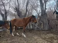 Kobyła, Kazakh horse — zdjęcie 8