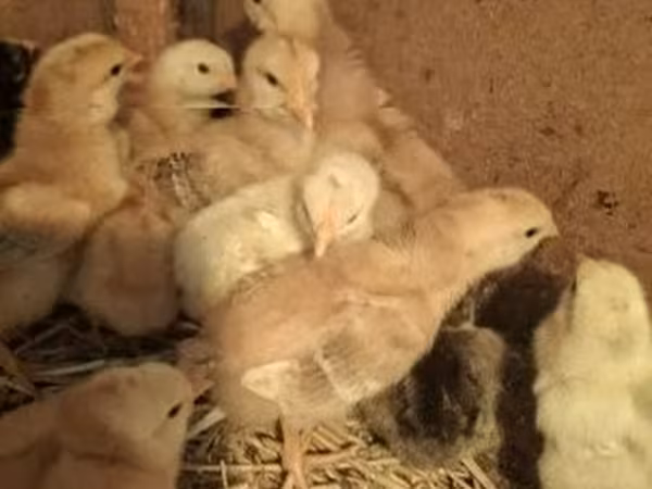 Chickens