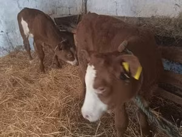 Krowa, Simmental cattle — Węgry