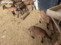 Cabro, Alpine goat — foto 8