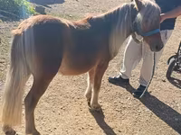 Aygʻir, Shetland Pony — 1-rasm