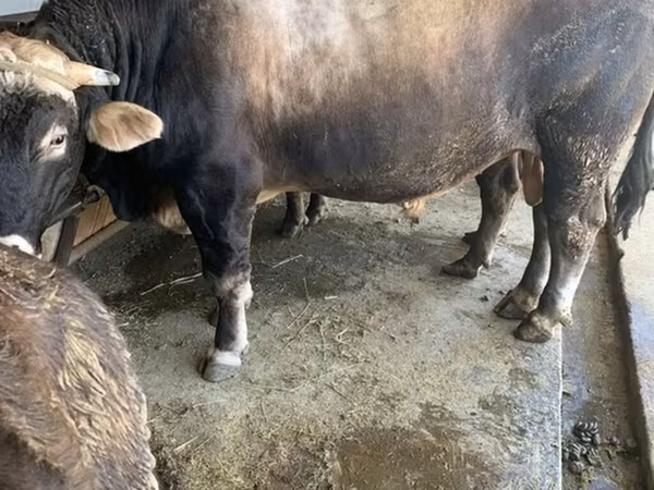 Bik, Kalmyk rasa