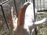 Goat, Saanen goat — photo 8