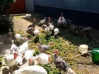 Turkeys — fotografija 1