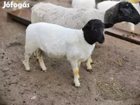 Carnero, Dorper sheep — foto 3