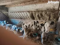 Krowa, Russian Black pied cattle — zdjęcie 3