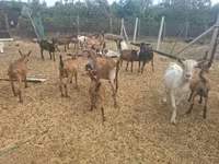 Taka, Nubian Goat — 7-rasm