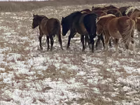 Égua, Horse breed — foto 4