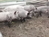 Boar, Крупная белая — photo 2