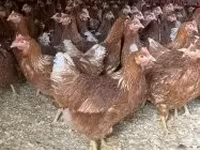 Chickens — fotografija 1