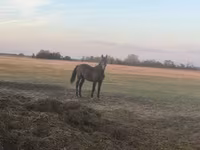 حصان, Nonius horse — الصورة 4