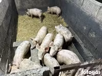 猪（批次，未指定性别）, Pigs — 照片 3