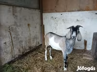 Cabro, Nubian Goat — foto 3