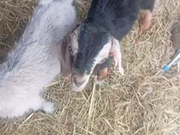 公山羊, Nubian Goat — 照片 1