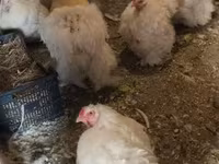 Chickens — zdjęcie 2